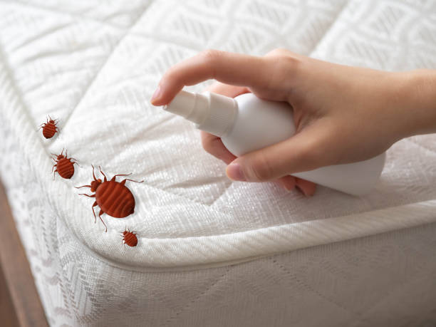 Best Wasp Removal Services  in Ouray, CO
