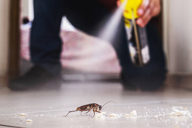 Best Pest Control for Homes  in Ouray, CO