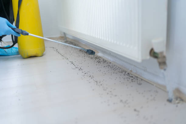 Best Pest Prevention Services  in Ouray, CO